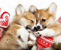 Два щеночка с сердечками