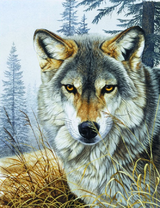 Серьезный волк на фоне серого леса