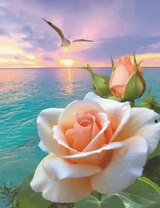 Нежная роза и чайка на фоне моря