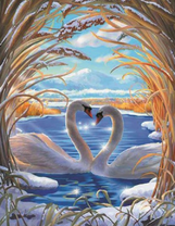 Белые лебеди на заснеженной реке