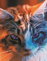 Суровый кот