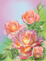 Нежно-розовые розы в капельках росы