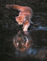 Рыжий кот и отражение тигра