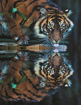 Тигр лакает с прозрачного озера