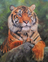 Тигр на камне