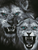 Свирепые львы с голубыми глазами