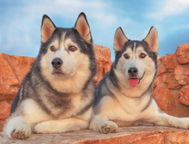 Две пушистые хаски на камнях