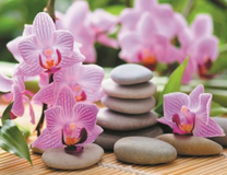 Розовая орхидея и камни