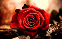 Багровая роза