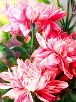 Распустившиеся розовые пионы