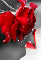 Роза в росе и губы