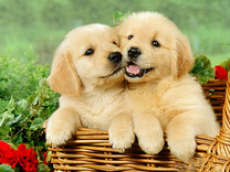 Пушистые щеночки в корзине