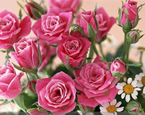 Букет роз и ромашек