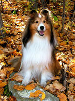 Пушистый колли в осенних листьях