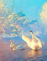 Три лебедя на живописном озере