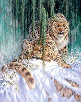 Пара больших снежных барсов в зимнем лесу