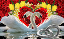 Кольца, лебеди и цветы