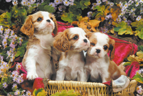 Три щеночка в садовой корзине