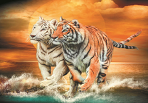 Два тигра на берегу моря