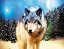 Волк на фоне соснового леса