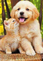 Котёнок и щенок - дружная парочка