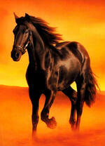 Черный скакун в оранжевой пустыне