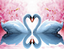 Влюбленные лебеди и розовые цветы