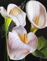 Белые бархатистые каллы