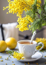 Букетик мимоза и чашечка чая с лимоном
