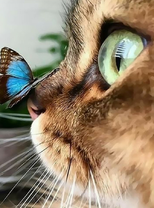 Котенок с синим мотыльком на носу