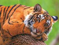 Тигрица отдыхает