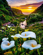 Долина диких калл с видом на море