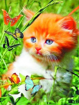 Маленький котёнок в траве среди бабочек