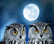 Две серые совы на фоне темной ночи