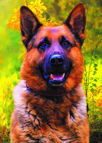 Друг человека