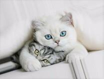 Белая кошечка и полосатый котёнок