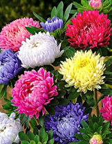 Букет ярких астр