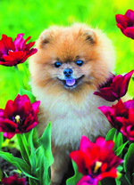 Милый шпиц среди багровых тюльпанов