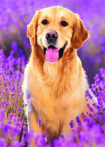 Красивый пёс среди лаванды