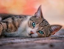 Красивая голубоглазая кошечка