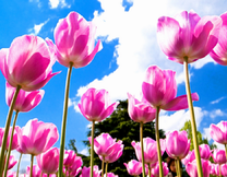 Нежно-розовые тюльпаны на фоне голубого неба