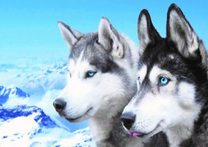 Две пушистые лайки на фоне снежных гор