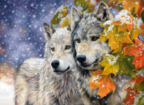 Два волка запорошенные снегом