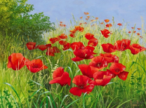 Маковая лужайка