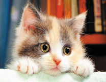 Милый серо-белый котёнок