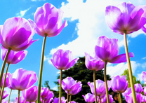Небо сквозь тюльпаны