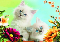 Белые котята среди летних цветов