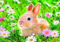 Рыженький крольчонок среди цветов