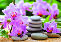 Сиреневые орхидеи и камни