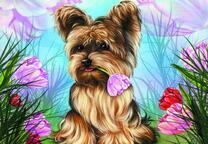 Милый йорк с тюльпанов в зубах